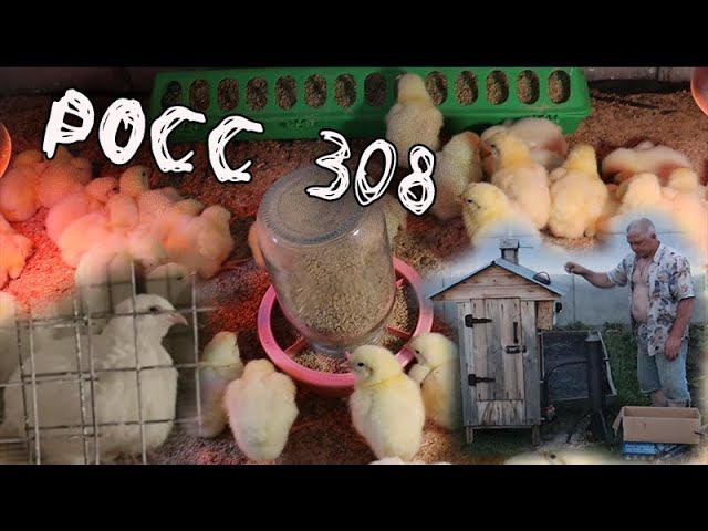 Бройлер РОСС 308 Венгрия Оплод 95% У вас такое было? Опять Карась копченый смотреть онлайн