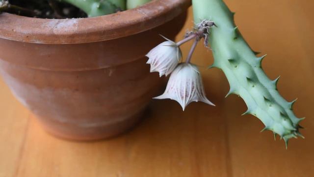 Huernia keniensis: a December flower смотреть онлайн