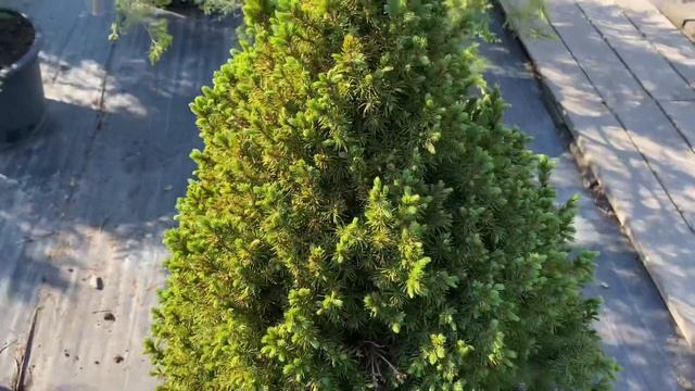 Ель Колючая Коника C25/80-100/ Польша - "Садовый Центр № 1" на Новой Риге смотреть онлайн