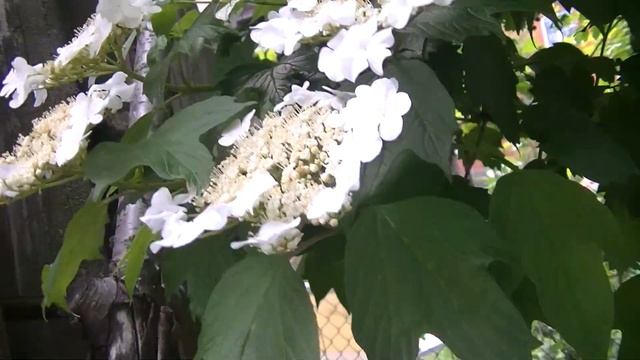 А ВЫ ЗНАЛИ ПРО ПОЛЕЗНЫЕ СВОЙСТВА ЦВЕТКОВ КАЛИНЫ ??? ПОЛЕЗНОЕ ОБРАЗОВАТЕЛЬНОЕ ВИДЕО # смотреть онлайн