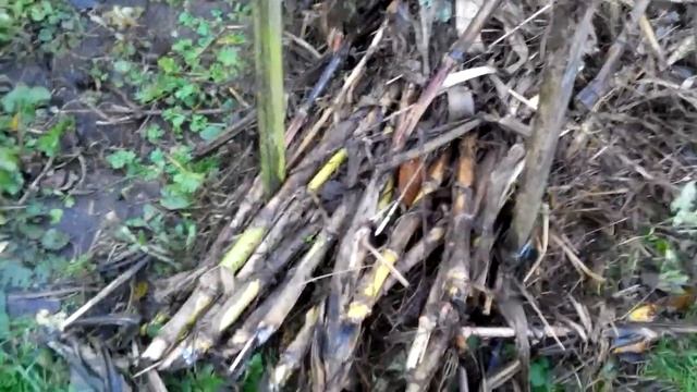 Формировка персика для регионов с регулярным подмерзанием. Эксперимент продолжается. смотреть онлайн