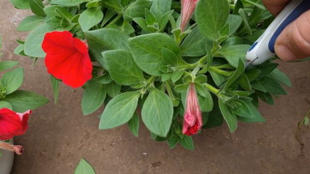 Хотите бомбезное кашпо, не жалейте петунию, стрижка и стрижка. смотреть онлайн