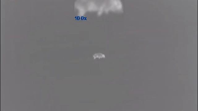 Wild Boar with Pulsar Helion XP 50 Thermal Vision смотреть онлайн