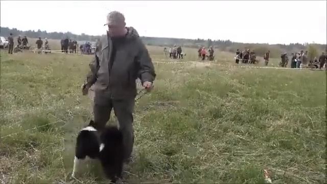 Выставка лаек и гончих в Удмуртии. Часть 1 смотреть онлайн