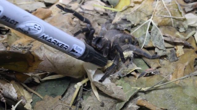 Black Tarantula (Chaetopelma olivaceum) spider attack - Cyprus смотреть онлайн