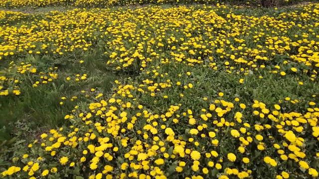 Одуванчик Лекарственный! Аптека Под Ногами. Лечение Народными Средствами смотреть онлайн
