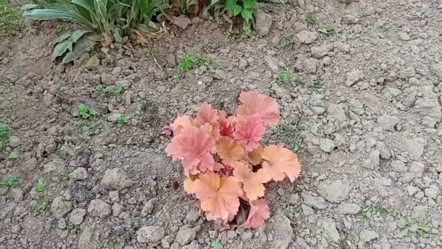 Кошу. Сажаю огурцы и кабачки. Гуляю по саду. 30.05.23. смотреть онлайн