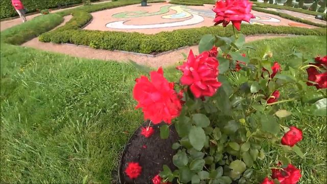 164. ВОЗНАГРАЖДЕНИЕ 70 ТЫСЯЧ, ЗА ЧТО? ПАРК В ЛОМОНОСОВЕ ПУСТЯТ ИЛИ НЕТ? смотреть онлайн