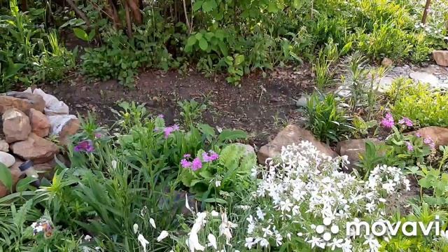 ФЛОКС, ТЮЛЬПАН, ИРИСЫ, АНЮТИНЫ ГЛАЗКИ | Красивые цветы и клумба своими руками Моя дача в Хабаровск смотреть онлайн