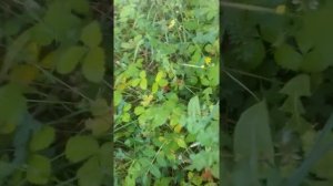 Плодосьемник комбайн для лесной земляники 2020
