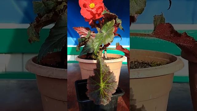 Эксперимент с клубнями бегонии// Как получить много черенков от одного клубня // смотреть онлайн