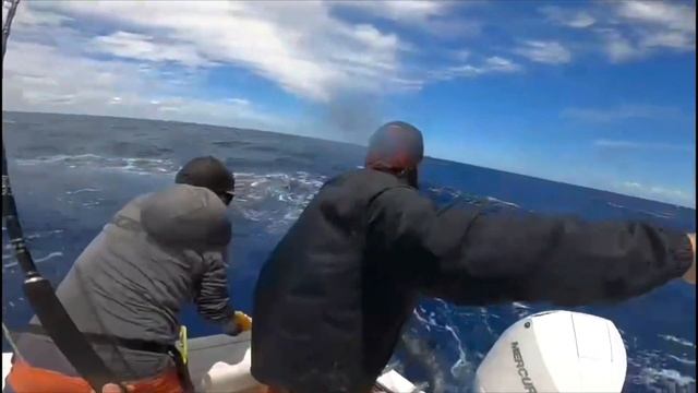 Switch Baiting Blue Marlin and Stripe Marlin the Pinnacle of all marlin bites from The Edge смотреть онлайн