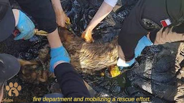 Doggy Got Stuck In The Tar And Called For Help For 5 Days, Just Look Who Came To Help