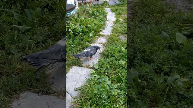 Спасли голубя от смерти ...