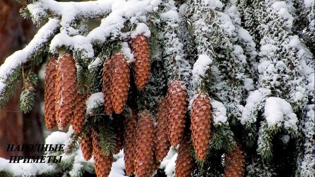 Нельзя делать это на 16 декабря! Народные приметы, чтобы в доме был мир и покой! смотреть онлайн
