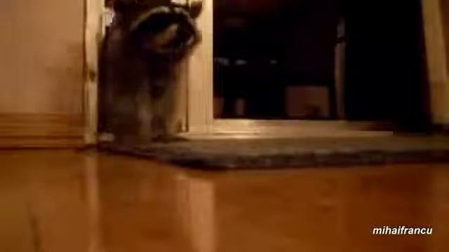 животные воруют вещи смотреть онлайн