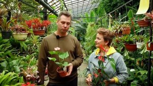 Цветок мужское счастье - благородный антуриум