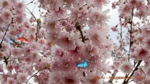Сакура обыкновенная Ошидори (sakura oshidori) ? Ошидори обзор: как сажать, саженцы сакуры Ошидори