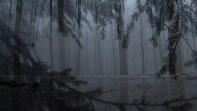 Relaxing Sound of Rain in Foggy Forest 1 Hour / Rain Drops Falling From Trees смотреть онлайн