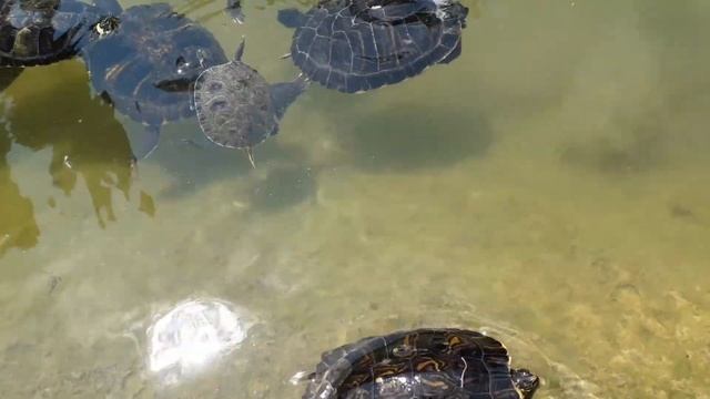 Черепахи в Бари/ tartarughe Barì Italia смотреть онлайн