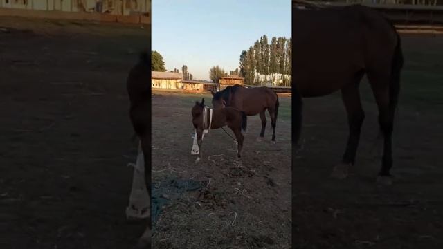 Переломы плечевой кости у лошадей. смотреть онлайн