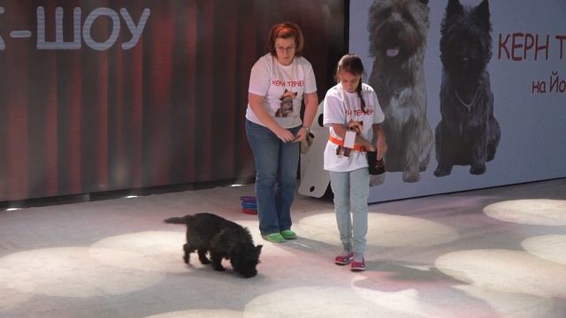 Керн-терьер – звезда «Йорк-Шоу» смотреть онлайн