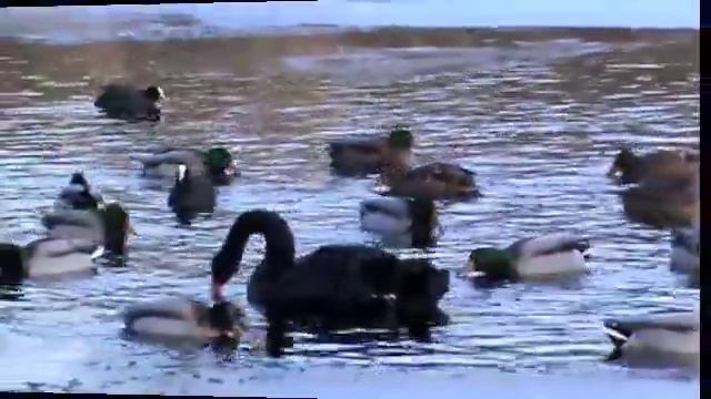 Winter Song ( Relaxation Music) смотреть онлайн