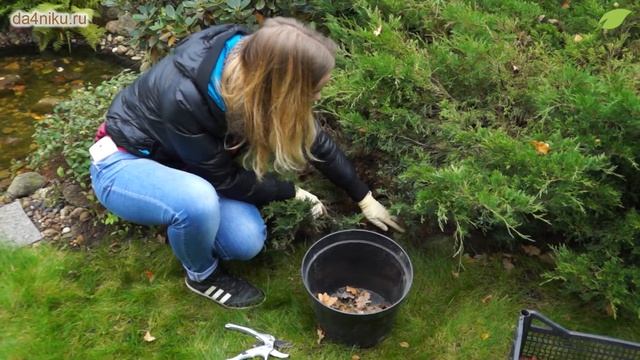 Подготовка хвойных растений к зиме смотреть онлайн