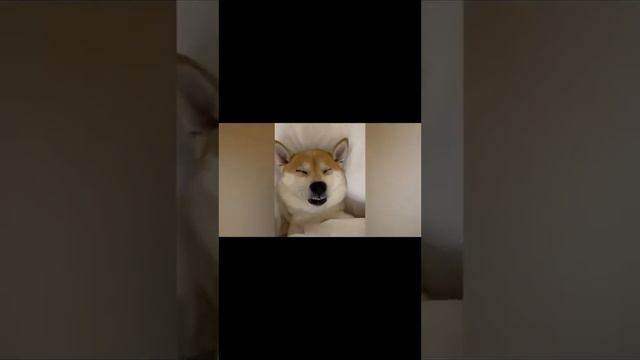 ПРИКОЛЫ С КОТАМИ! Самая смешная озвучка животных! ТЕСТ НА ПСИХИКУ 2022 смотреть онлайн