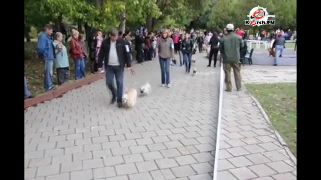 Чемпионат-выставка собак в Керчи смотреть онлайн