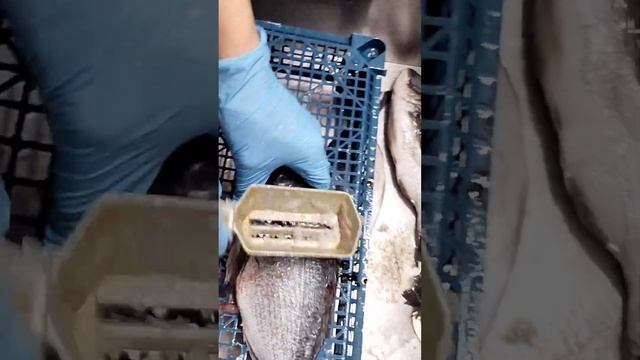 рыба дорадо и форель как чистить смотреть онлайн