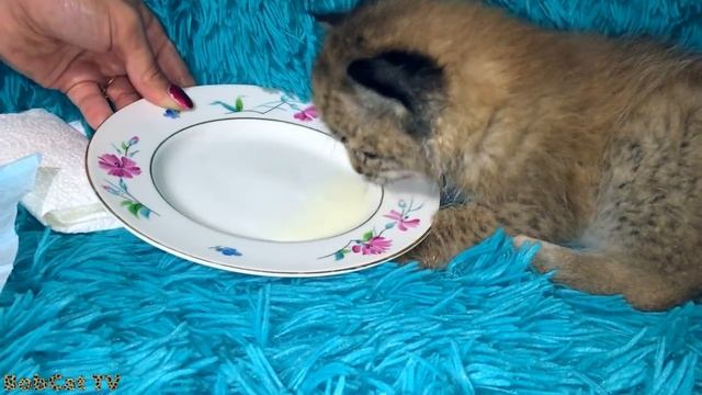 Продолжаем попытки приучить котёнка рыси к бутылочке смотреть онлайн