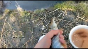 Рыбалка в Свердловской области на живца, река Реж сезон 2023