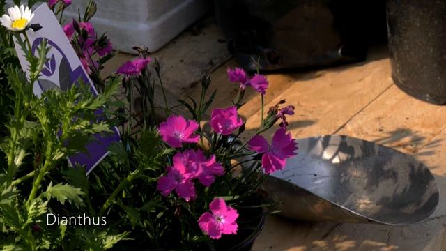 Three Window Box Ideas смотреть онлайн