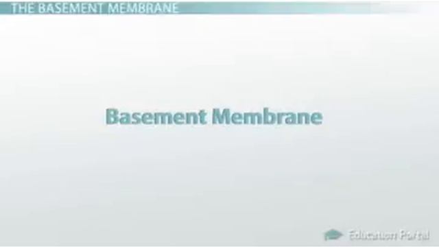 Adipose and Loose Connective Tissue: Functions and Structure | Video & Lesson Transcript смотреть онлайн
