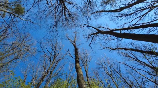 Hallerbos | The Blue Forest| Belgium | Wonderful Video | Springtime In Belgium | 4K