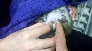 УЗИ и осмотр дикой крысы! 😫 Пасюк Ситро отрастил опухоль, и едет к ветеринару. 🐭 (Wild Rats) 🐭