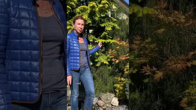 Еще один вариант использования туй. #сад #хвойные #туя #garden смотреть онлайн