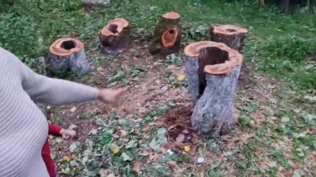Обзор дачного участка. Срубили много деревьев. смотреть онлайн