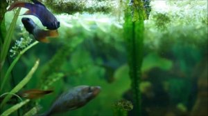 Макропод обыкновенный / Macropodus opercularis