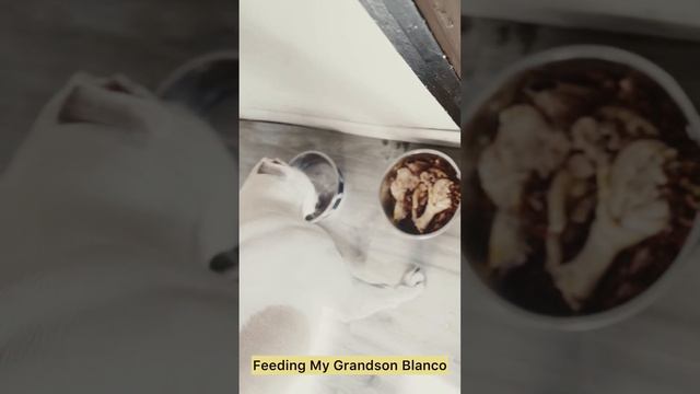 What I feed my American Bully Grandson #pets #americanbully #dogfoodrecipe #rawmeatdiet # смотреть онлайн