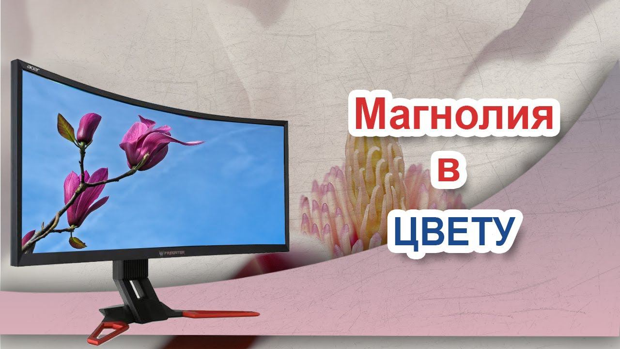 Магнолия в цвету Время цветения магнолии смотреть онлайн
