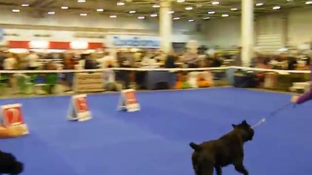 26.04.14 выст.2-х CACIB кане-корсо Дерринджер кл.юниоры 1 место ч.2. Судья Erodotos Neofytou Кипр. смотреть онлайн