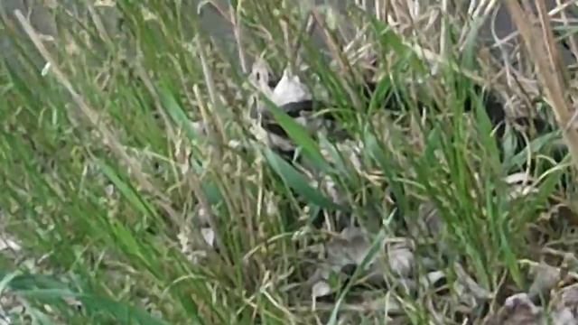 Гадюка Никольского смотреть онлайн