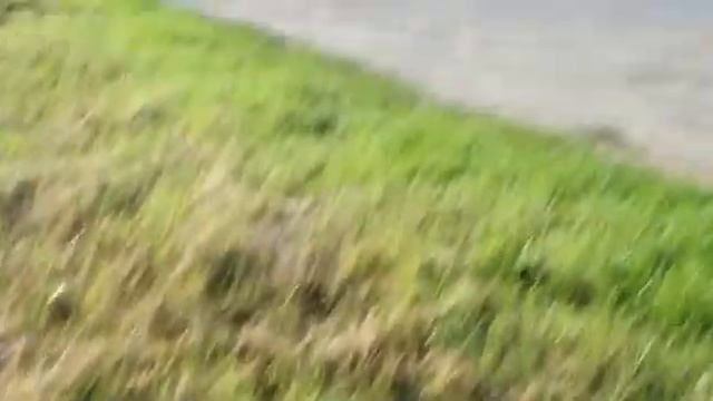 Амурский полоз в Славянке