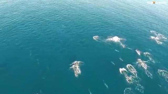 Он Поймал Настоящую Русалку... Вот Что Было Дальше... смотреть онлайн