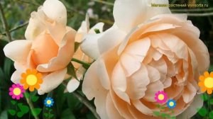 Роза английская кустовая Эмбридж Роуз. Краткий обзор, описание характеристик Ambridge Rose