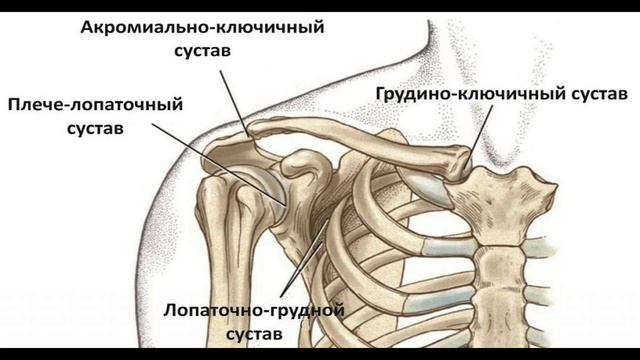 ВЕРХНИЕ КОНЕЧНОСТИ