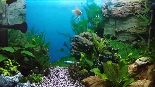 Потерь нет, но на одну рыбку мы обеднели))) смотреть онлайн