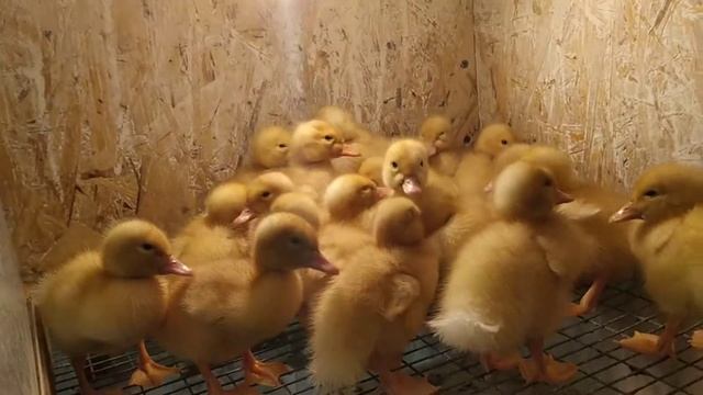 30.04.20г. УТКА "СТАР 53" Бройлерная( пекинская Франция) ТЕПЕРЬ И У НАС!!! смотреть онлайн